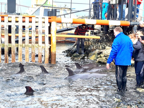 Vecinos ayudaron a una manada de “falsas orcas” a no encallar