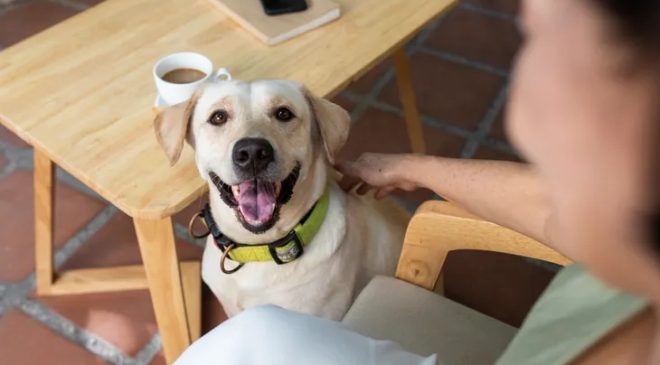 el perro se muere si come chocolate