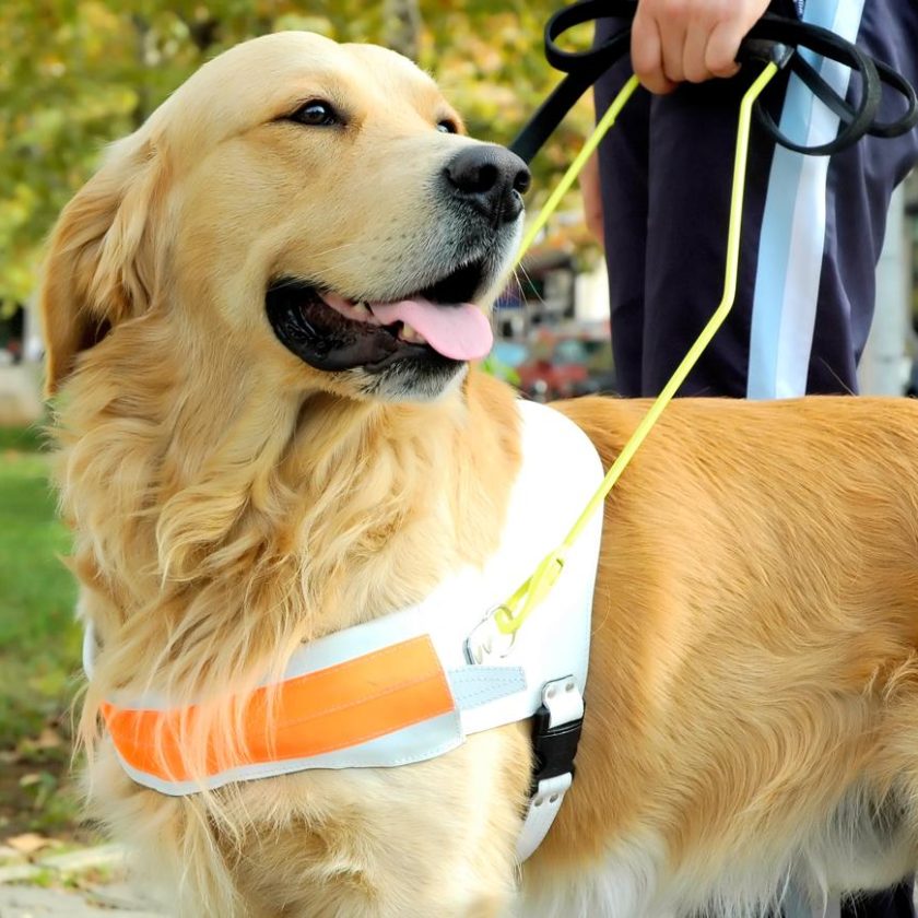 Avanza el proyecto que autoriza el ingreso a espacios públicos con perros terapéuticos