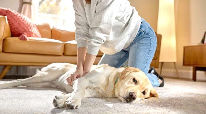 Invitan a profundizar conocimientos en RCP para perros y gatos