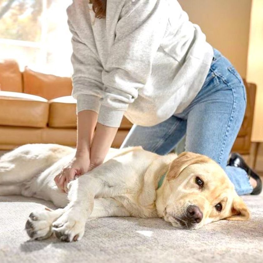 Invitan a profundizar conocimientos en RCP para perros y gatos