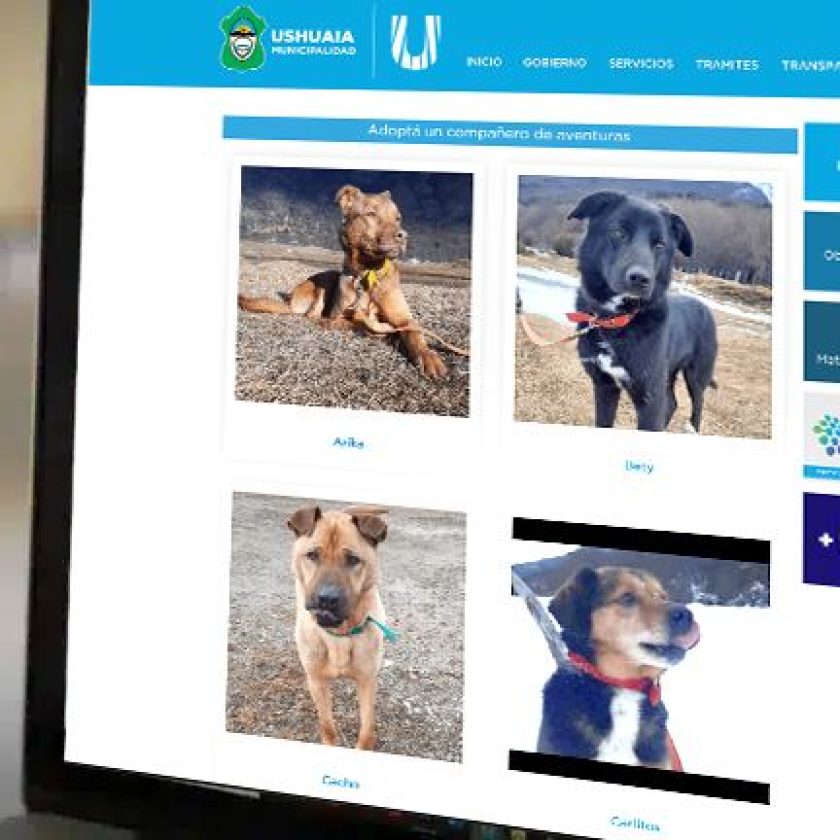 Ya se pueden encontrar en la web de Zoonosis Ushuaia a las mascotas en adopción