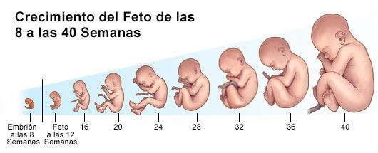 Informe especial sobre interrupción voluntaria y legal del embarazo.