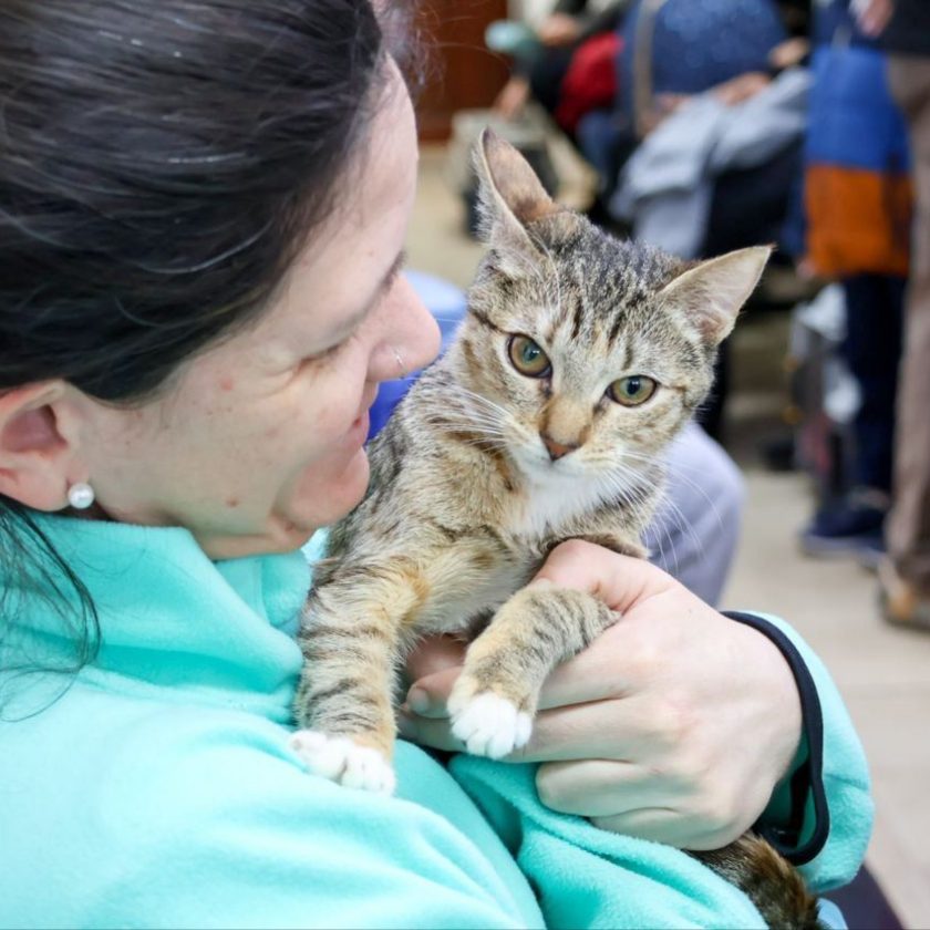 Jornada de adopción responsable, vacunación antirrábica y chipeo para perros y gatos en Río Grande