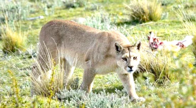 ¿Un puma, en San Sebastián?