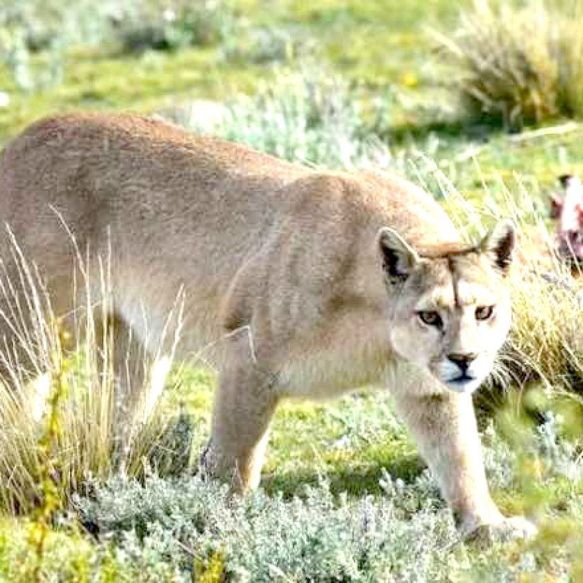 ¿Un puma, en San Sebastián?