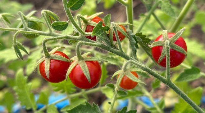 Río Grande tendrá su primera cosecha de tomates