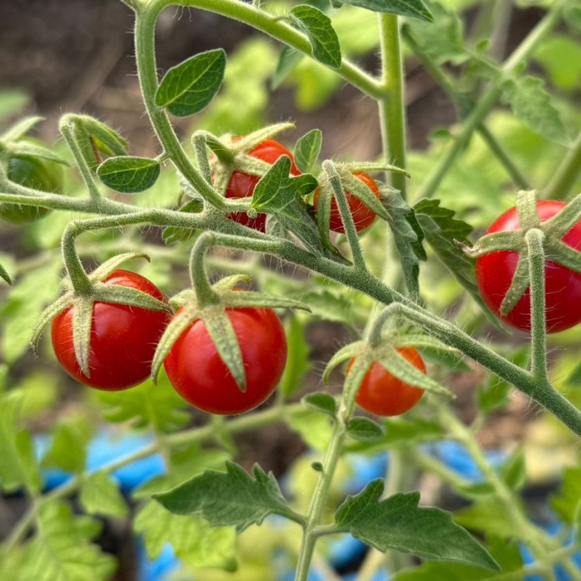 Río Grande tendrá su primera cosecha de tomates