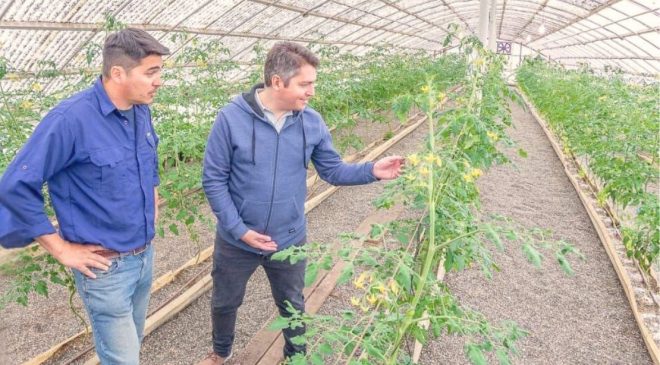 Río Grande tendrá su primera cosecha de tomates