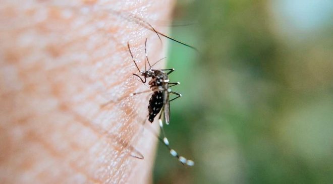 Brindan recomendaciones para fueguinos que viajen a zonas con circulación de dengue