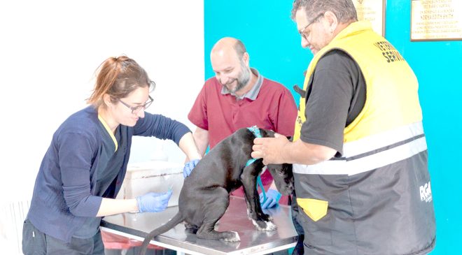 Operativo de chipeo, vacunación y desparasitación atendió a 250 mascotas en el barrio Austral